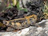 Calliptamus barbarus (Costa, 1836)