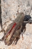 Calliptamus barbarus (Costa, 1836)