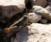 Calliptamus barbarus (Costa, 1836)