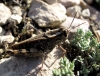 Calliptamus barbarus (Costa, 1836)