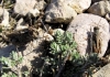 Calliptamus barbarus (Costa, 1836)