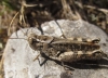 Calliptamus barbarus (Costa, 1836)