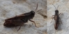 Calliptamus barbarus (Costa, 1836)