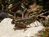 Calliptamus barbarus (Costa, 1836)