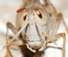 Calliptamus barbarus (Costa, 1836)
