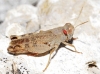 Calliptamus barbarus (Costa, 1836)