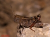 Calliptamus wattenwylianus (Pantel, 1896)