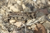 Calliptamus barbarus (Costa, 1836)