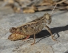 Calliptamus wattenwylianus Calliptamus wattenwylianus