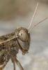 Calliptamus wattenwylianus Calliptamus wattenwylianus