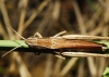 Chorthippus apicalis ? 2d2
