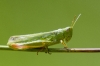 Chorthippus jucundus (Fischer, 1853)