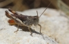 Chorthippus sp.? Chorthippus sp.?