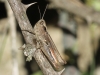 Chorthippus sp. Chorthippus sp.
