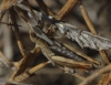 Chorthippus cf. vagans Chorthippus cf. vagans