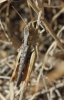 Chorthippus cf. vagans Chorthippus cf. vagans