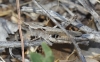 Chorthippus sp. Chorthippus sp.