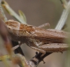 Chorthippus vagans Chorthippus vagans