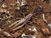 Chortippus vagans ? 1/2 Chortippus vagans ? 1/2