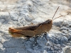 Chortippus vagans ? 2/2 Chortippus vagans ? 2/2