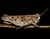 Dociostaurus (Kazakia) jagoi occidentalis Soltani, 1978