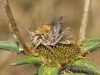 Dociostaurus sp. Dociostaurus sp.