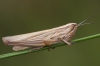 Euchorthippus chopardi Descamps, 1968 Euchorthippus chopardi Descamps, 1968