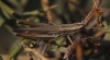 Euchorthippus chopardi Descamps, 1968 Euchorthippus chopardi Descamps, 1968