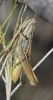 Euchorthippus chopardi Descamps, 1968 Euchorthippus chopardi Descamps, 1968