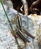 Euchorthippus chopardi Descamps, 1968 Euchorthippus chopardi Descamps, 1968