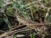 Euchorthippus chopardi Descamps, 1968 Euchorthippus chopardi Descamps, 1968