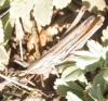 Euchorthippus chopardi Descamps, 1968 Euchorthippus chopardi Descamps, 1968