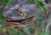 Euchorthippus chopardi Descamps, 1968 Euchorthippus chopardi Descamps, 1968