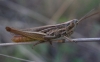 Euchorthippus chopardi Descamps, 1968 Euchorthippus chopardi Descamps, 1968