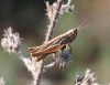 Euchorthippus chopardi Descamps, 1968 Euchorthippus chopardi Descamps, 1968