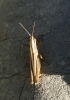 Euchorthippus chopardi Descamps, 1968 Euchorthippus chopardi Descamps, 1968