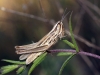 Euchorthippus chopardi Descamps, 1968 Euchorthippus chopardi Descamps, 1968