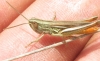 Euchorthippus elegantulus gallicus Maran, 1957 Euchorthippus elegantulus gallicus Maran, 1957