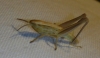 Euchorthippus sp.