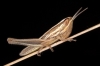 Euchorthippus sp. Euchorthippus sp.