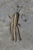 Euchorthippus sp.