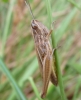 Euchorthippus sp.
