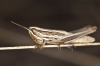 Euchorthippus sp.