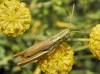 Euchorthippus sp.