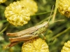 Euchorthippus sp.