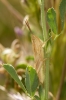 Euchorthippus sp.