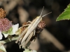 Euchorthippus sp.