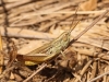 Euchorthippus sp.