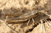 Euchorthippus