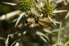 Euchorthippus